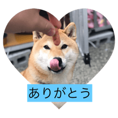 [LINEスタンプ] コロちゃん2