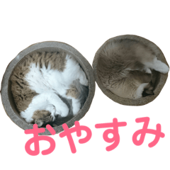 [LINEスタンプ] ラグドールとノルウェージャン