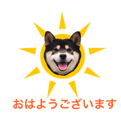 [LINEスタンプ] 黒柴龍とシマミケ姫