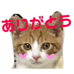 [LINEスタンプ] こにちゃん(1)