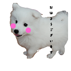 [LINEスタンプ] 愛犬ユキの使えるスタンプ