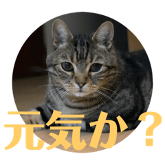 [LINEスタンプ] とら吉くん2018
