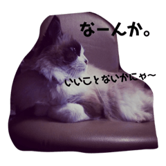 [LINEスタンプ] ビビ様の日常