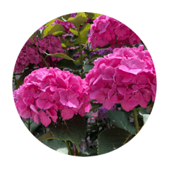 [LINEスタンプ] すてきなお花たち