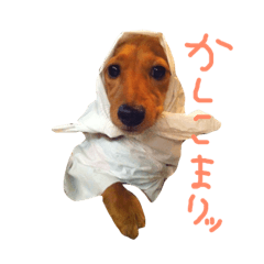 [LINEスタンプ] ちこたろのスタンプ