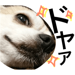 [LINEスタンプ] 光崎家のワンコと時々ネズミちゃん