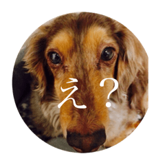 [LINEスタンプ] 愛犬スタンプ❤︎