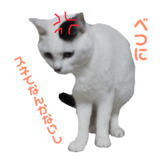 [LINEスタンプ] 黒いネコと白いネコ。