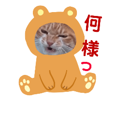 [LINEスタンプ] 出入り猫