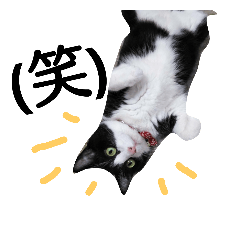 [LINEスタンプ] 我が家のエルとコウタ