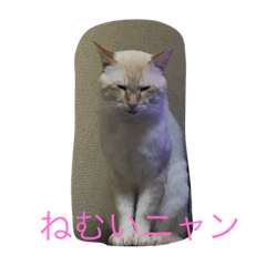 [LINEスタンプ] 猫の気持ちスタンプ