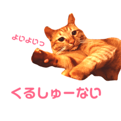 [LINEスタンプ] とらじのひとこと