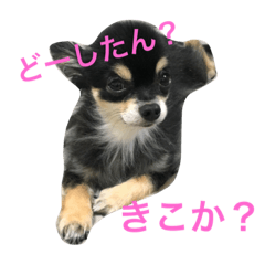 [LINEスタンプ] チャコさんとお話し