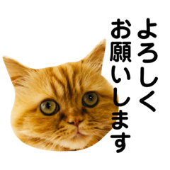 [LINEスタンプ] 我が家のきなこさん 2