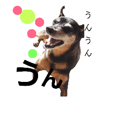 [LINEスタンプ] ミニチュアピンシャーの日常