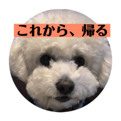 [LINEスタンプ] ココノエ