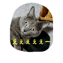 [LINEスタンプ] 毎日 ロシアンブルー