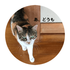 [LINEスタンプ] おふざけネコスタンプ