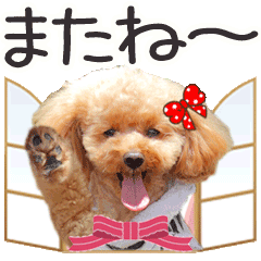 [LINEスタンプ] 動くトイプーらっちゃんのよく使う言葉編1