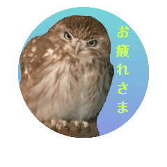 [LINEスタンプ] ふくろう だもの。