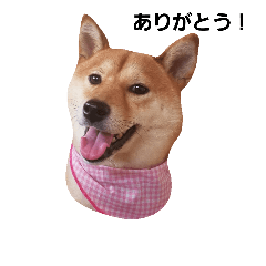 [LINEスタンプ] 柴犬ももちゃん 写真バージョン part.2