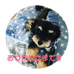 [LINEスタンプ] トイプードルブラック＆ブラックタン