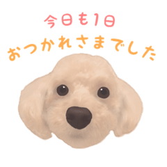 [LINEスタンプ] プードル×マルチーズ (テンちゃん)