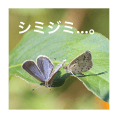 [LINEスタンプ] 昆虫のキモチ