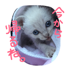 [LINEスタンプ] るあちゃん（子猫時代）