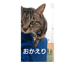 [LINEスタンプ] 普段使いしやすいように作りました！