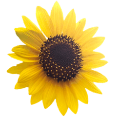 [LINEスタンプ] 可愛く使えるお花のメッセージ！