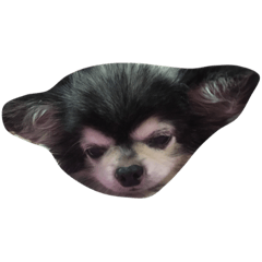 [LINEスタンプ] こじまめしゃん