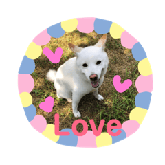 [LINEスタンプ] 白柴 こむぎ  love