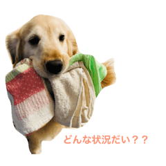 [LINEスタンプ] さくらの日常だ