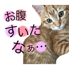 [LINEスタンプ] でんスタンプ