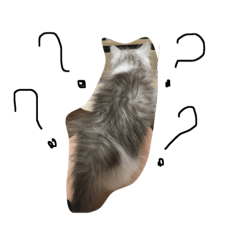 [LINEスタンプ] 子猫のBernスタンプ