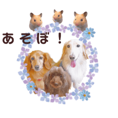 [LINEスタンプ] 毎日使える リアル犬スタンプ