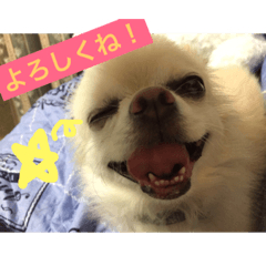 [LINEスタンプ] 自由気ままな犬 ポッキーくん。