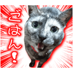 [LINEスタンプ] サビ猫みゅうちゃん2