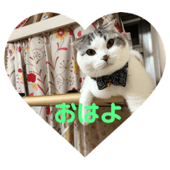 [LINEスタンプ] コジロウにゃー