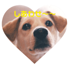 [LINEスタンプ] 小林家スタンプʕ•ᴥ•ʔ