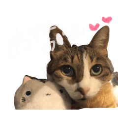 [LINEスタンプ] チロルとあずき1