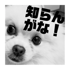 [LINEスタンプ] ポメプー【関西風】