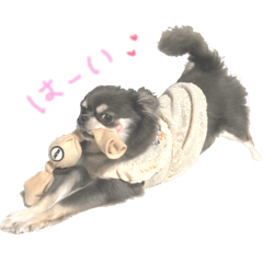 [LINEスタンプ] チワワのまいにちスタンプ☺︎