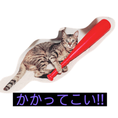[LINEスタンプ] ウチの猫ฅ^•ﻌ•^ฅ