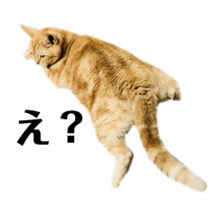 [LINEスタンプ] かい君の日常