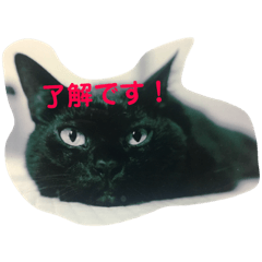 [LINEスタンプ] クゥーちゃん