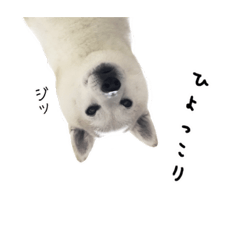 [LINEスタンプ] 白いモフモフ-めい- 1