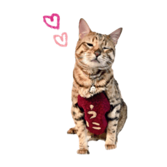 [LINEスタンプ] 仲良し猫たちの使えるスタンプ