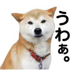 [LINEスタンプ] 柴犬 ふじまる 3